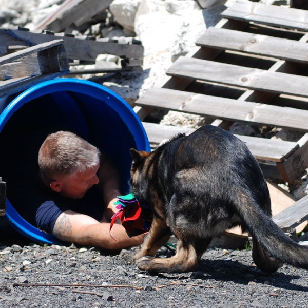 WDP_store_btn_preceptorship_sq